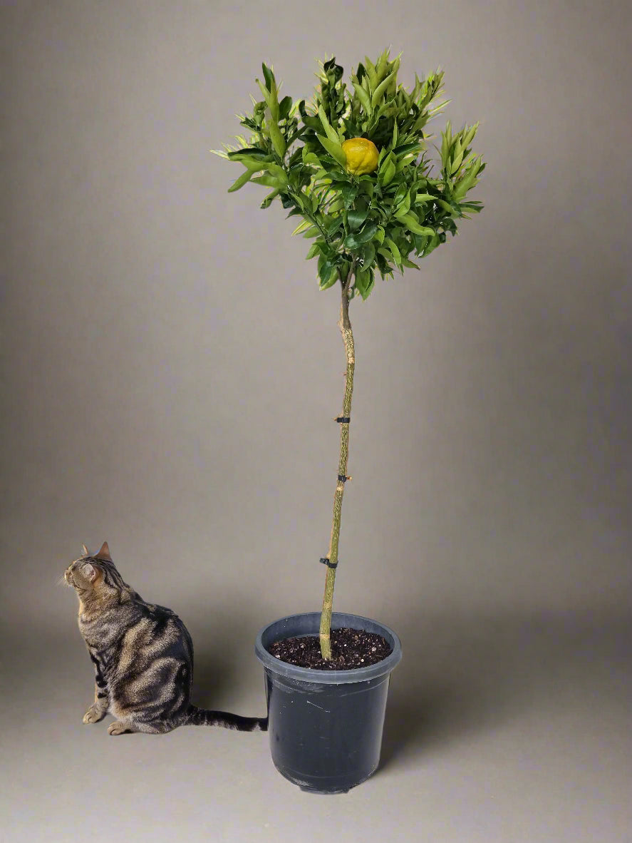 Encore Mandarin Tree