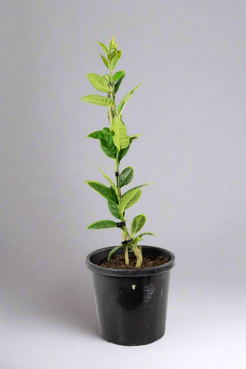 Etrog Tree (Yellow Citron Tree)