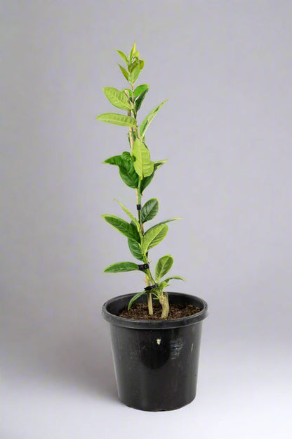 Etrog Tree (Yellow Citron Tree)