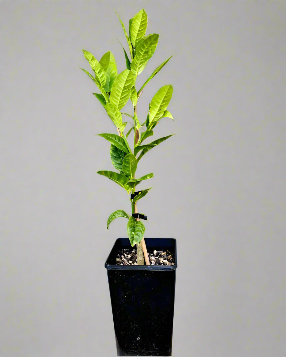 Etrog Tree (Yellow Citron Tree)