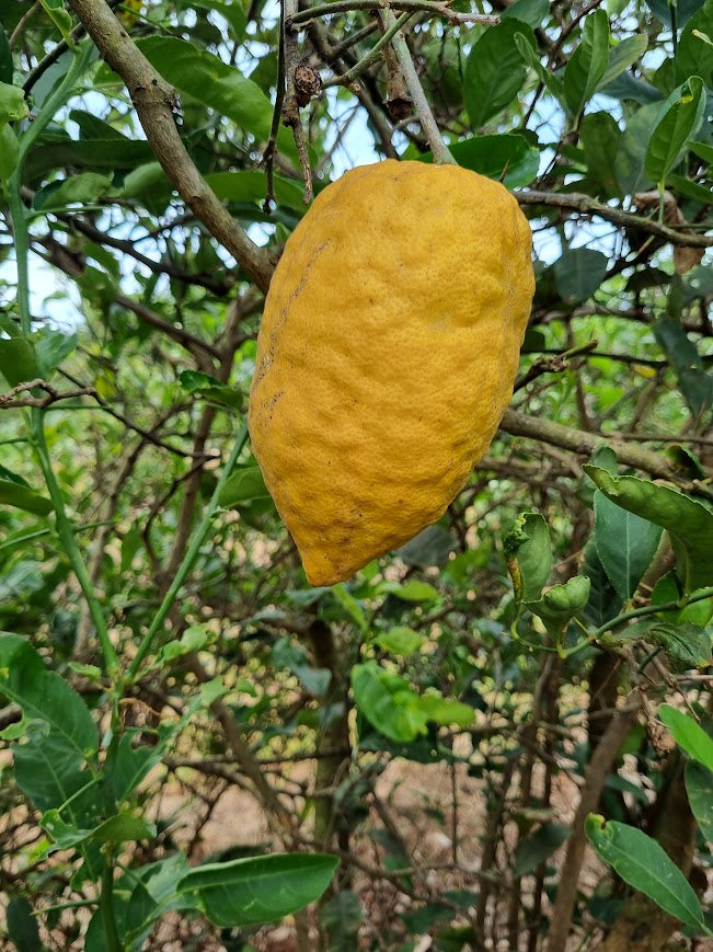 ?!label-Indicative photo