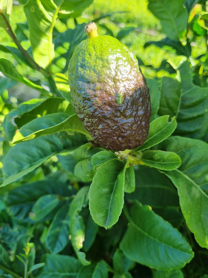 ?!label-Indicative photo