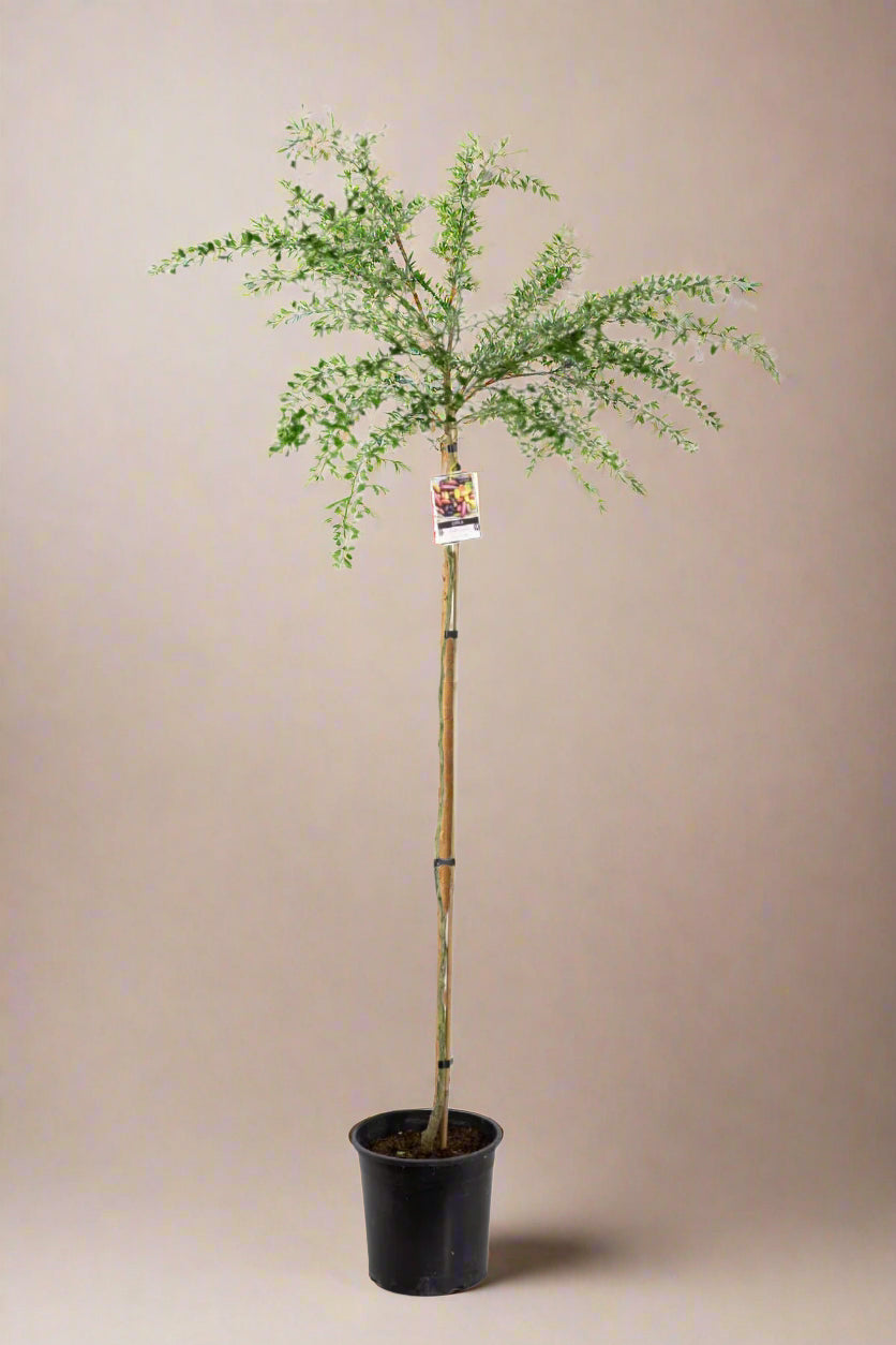 Finger Lime Tree Green