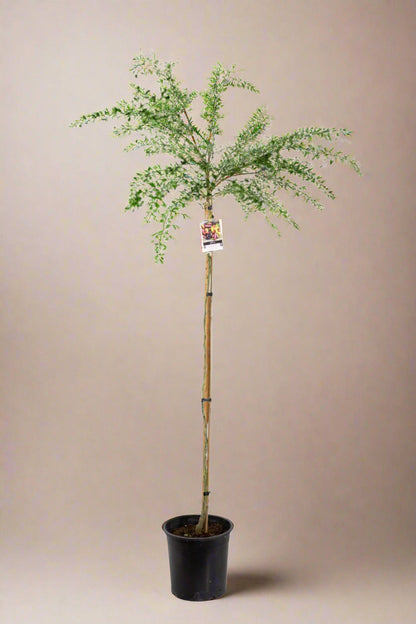 Finger Lime Tree Green