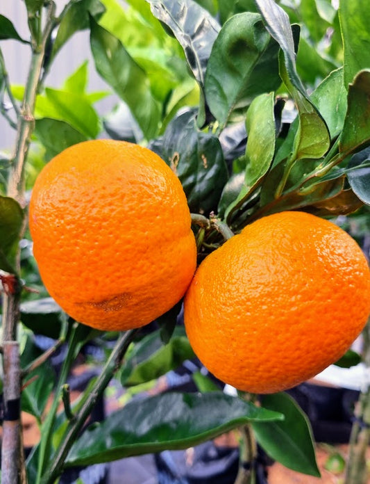 ?!label-Indicative photo