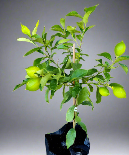 Genoa Lemon Tree