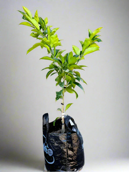 Golden Special Grapefruit Tree