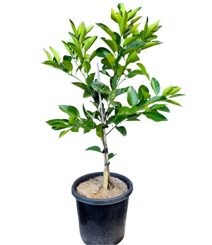 Golden Special Grapefruit Tree