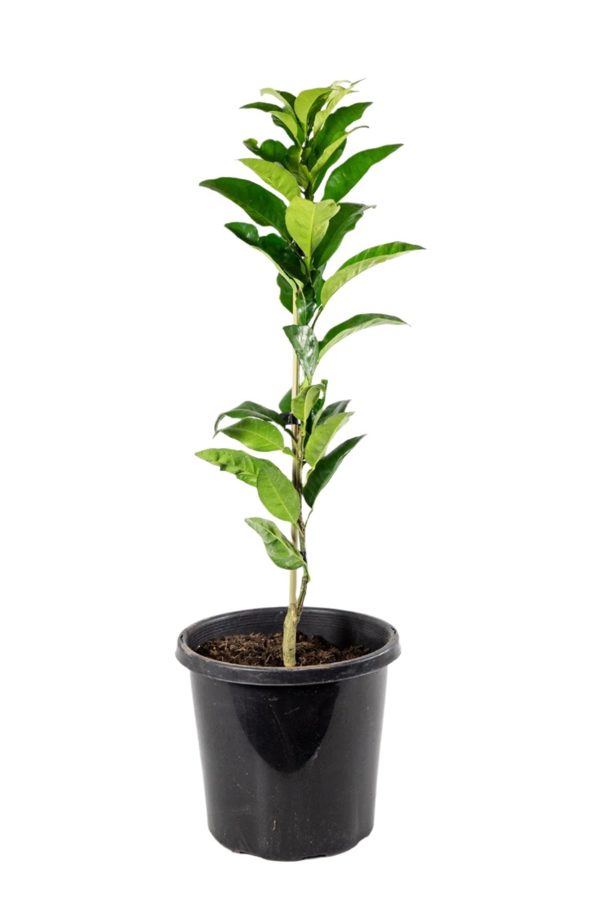 Golden Special Grapefruit Tree