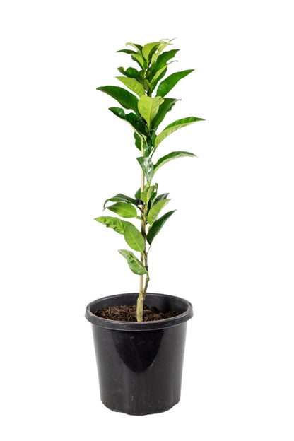 Golden Special Grapefruit Tree