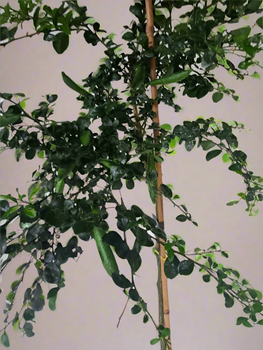 ?!label-Indicative photo