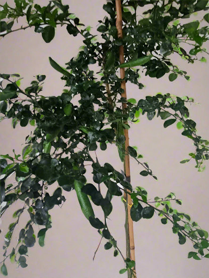 ?!label-Indicative photo