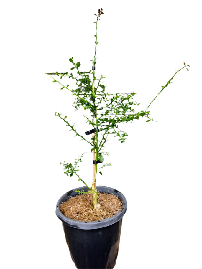 Finger Lime Tree Green