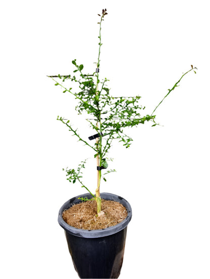 Finger Lime Tree Green