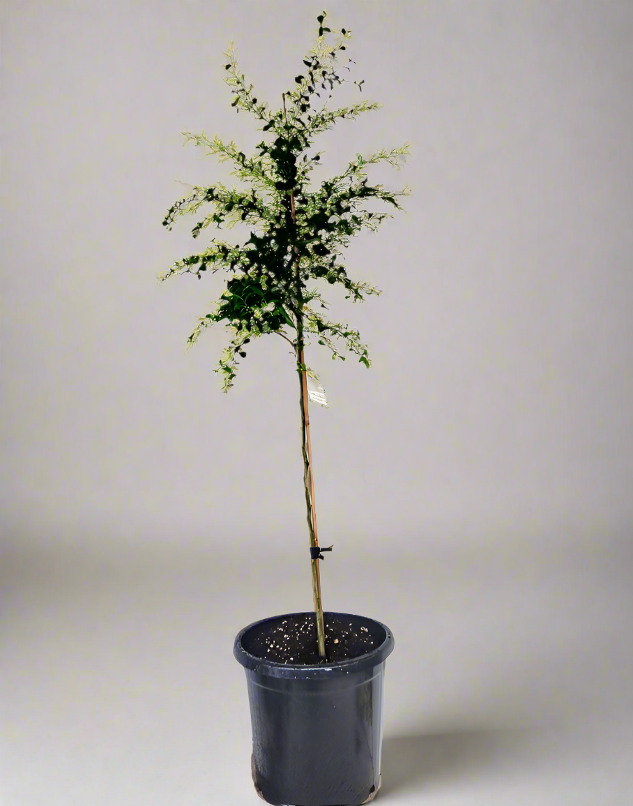 Finger Lime Tree Green