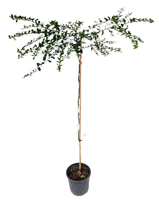 Finger Lime Tree Green