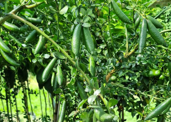 ?!label-Indicative photo