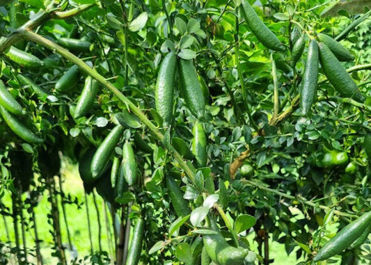 ?!label-Indicative photo