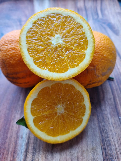 Harwood Late Orange Tree (Valencia)