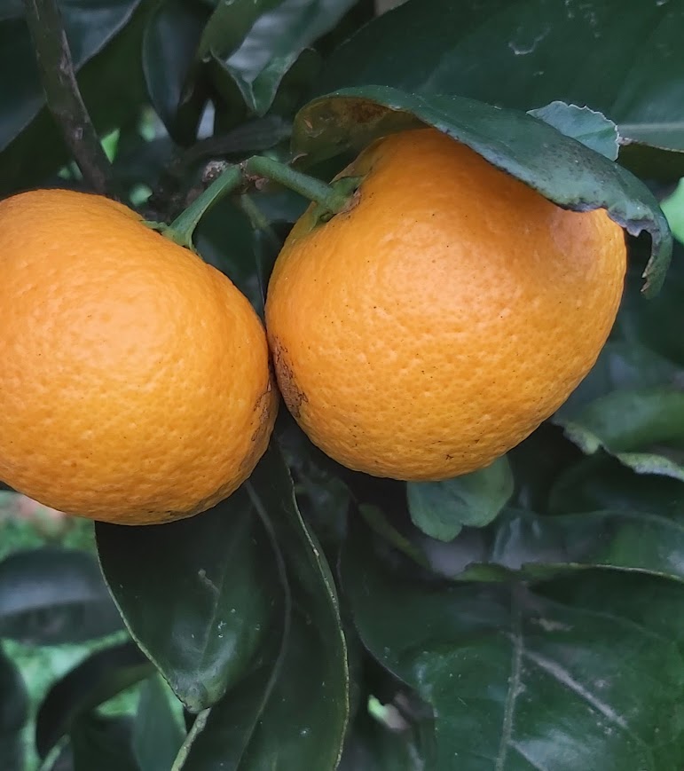 Harwood Late Orange Tree (Valencia)