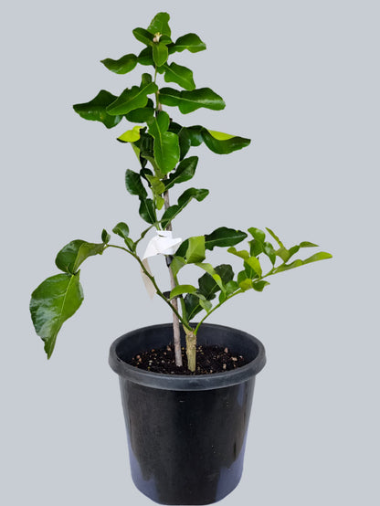 Kaffir Lime Tree (Makrut Lime Tree)