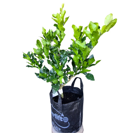 Kaffir Lime Tree (Makrut Lime Tree)