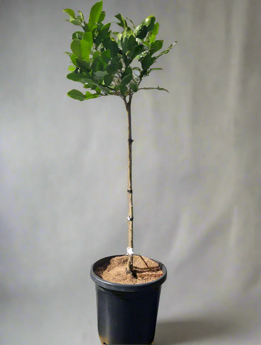 Kaffir Lime Tree (Makrut Lime Tree)