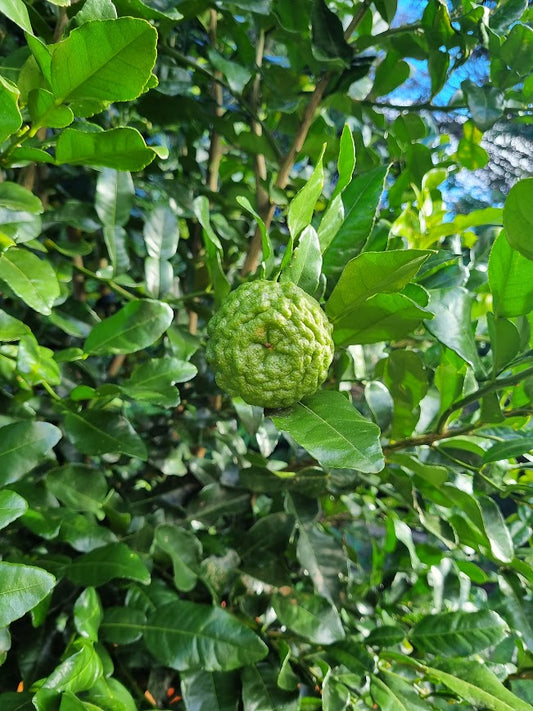 ?!label-Indicative photo