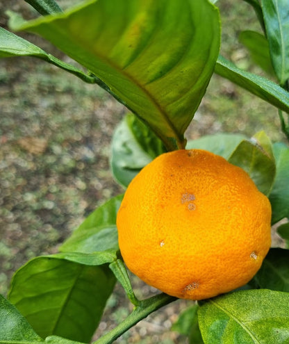 ?!label-Indicative photo