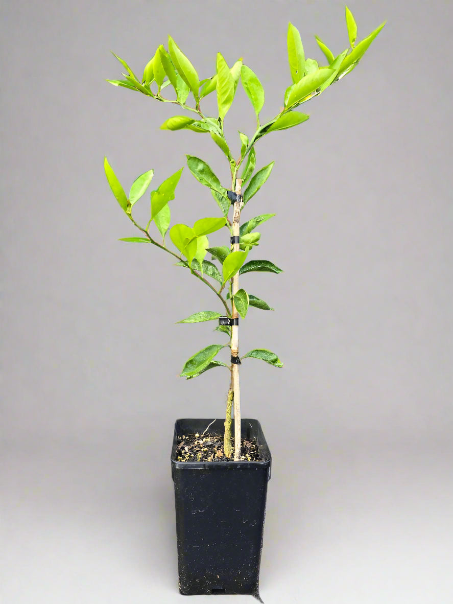 Kawano Satsuma Mandarin Tree