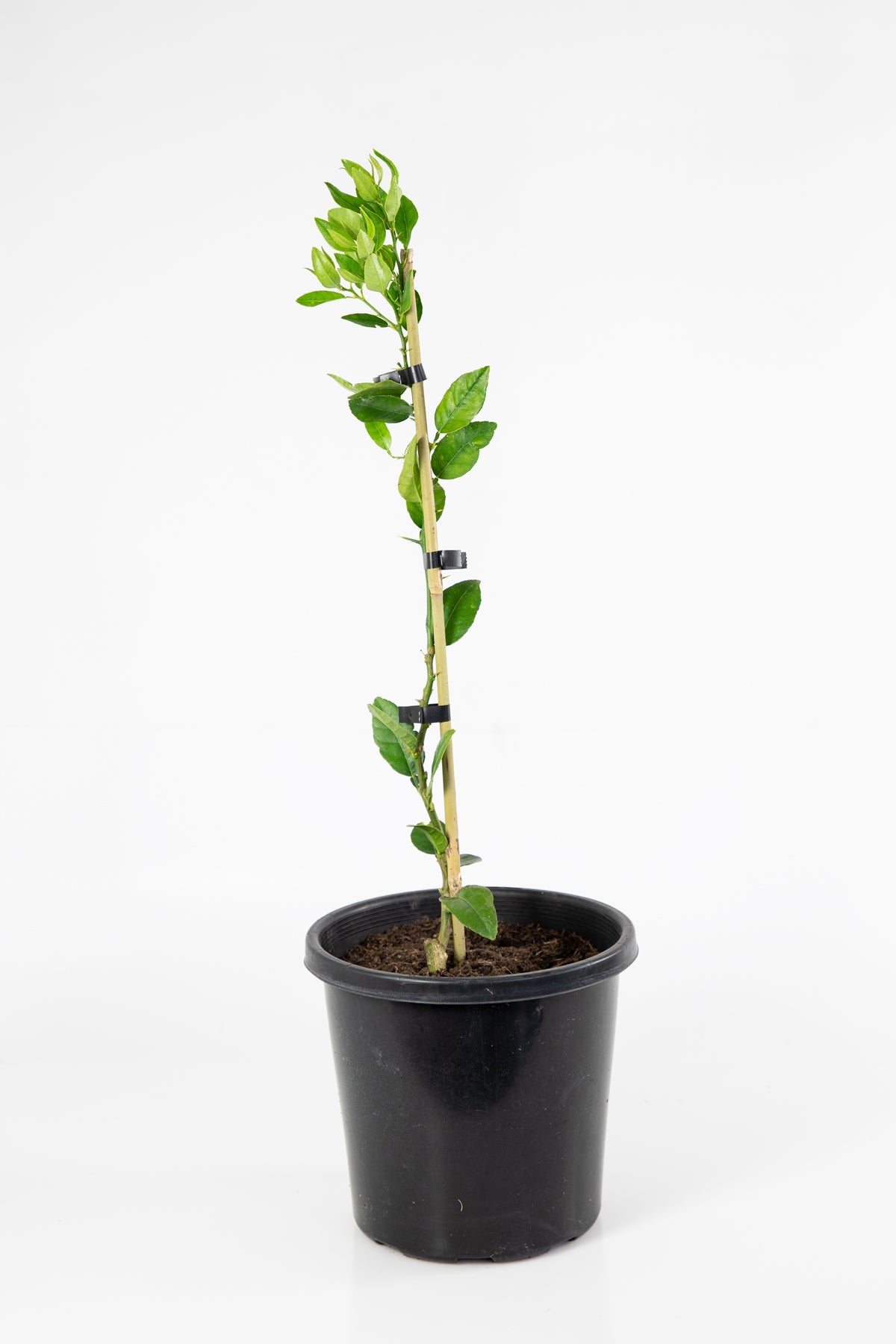 Key Lime Tree (Mexican Lime Tree)