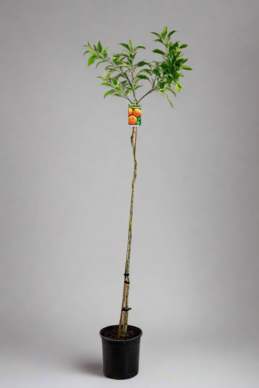 Kiyomi Tangor Orange x Satsuma Mandarin