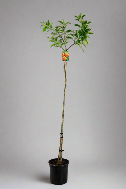 Kiyomi Tangor Orange x Satsuma Mandarin