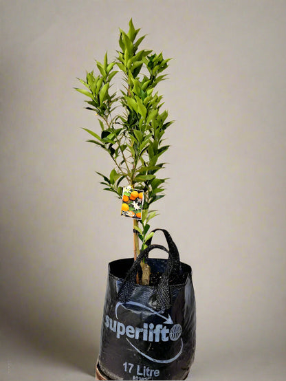 Meiwa Kumquat  Tree