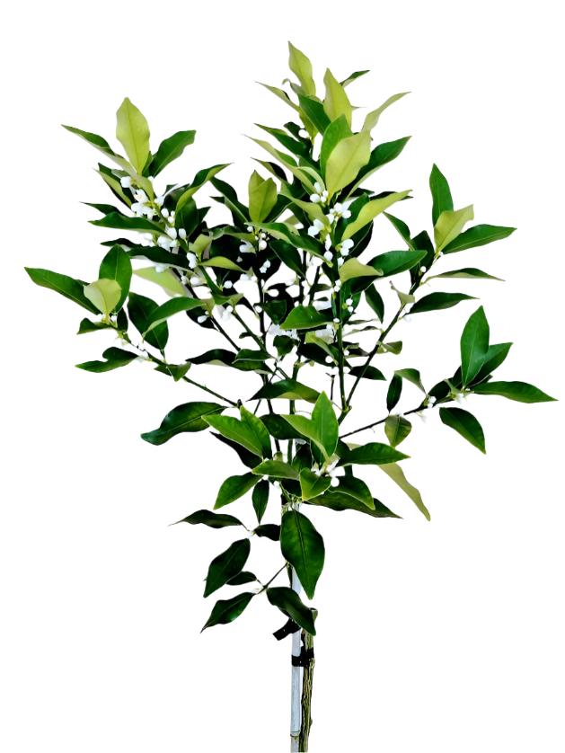 ?!label-Indicative photo