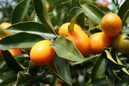 Kumquat Nagami Tree