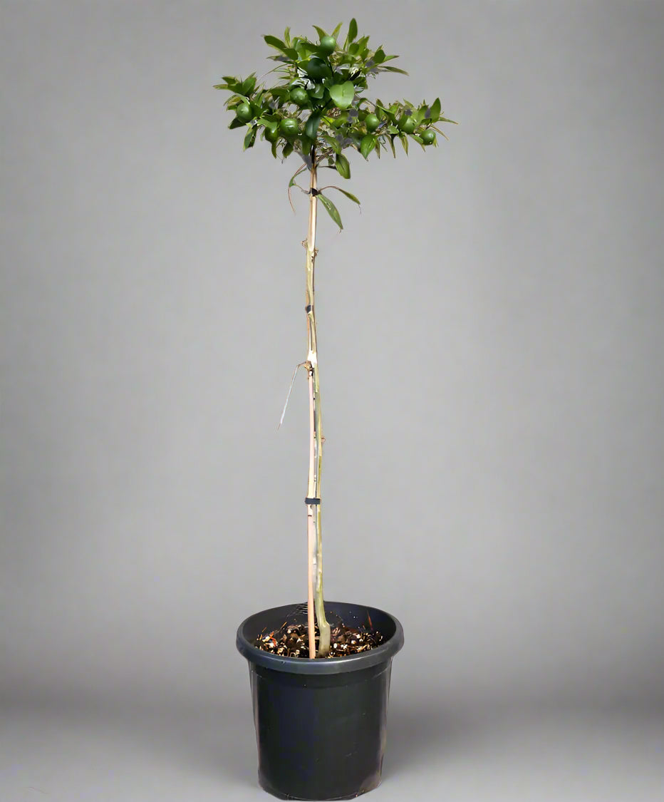 Kusaie Lime Tree (Kusaie Rangpur Tree)