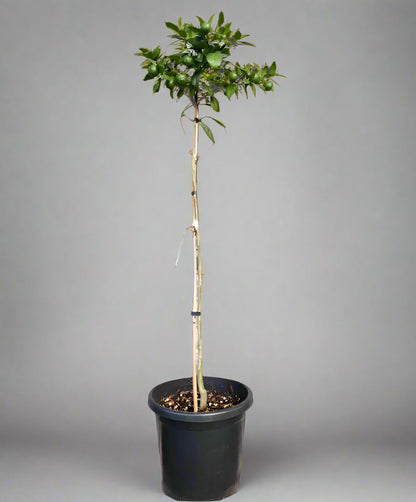 Kusaie Lime Tree (Kusaie Rangpur Tree)