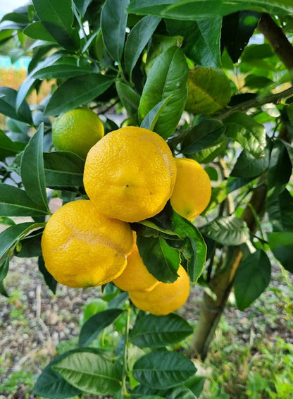 ?!label-Indicative photo