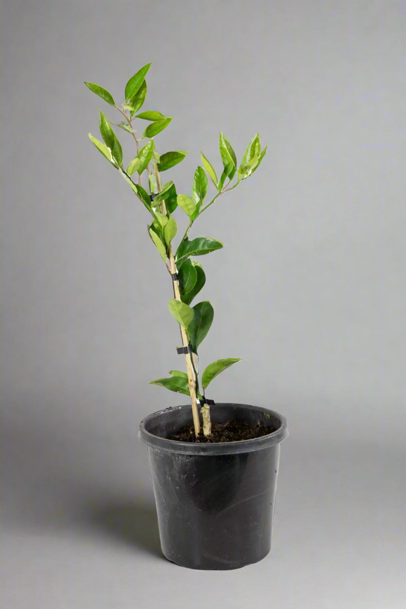 Kawano Satsuma Mandarin Tree