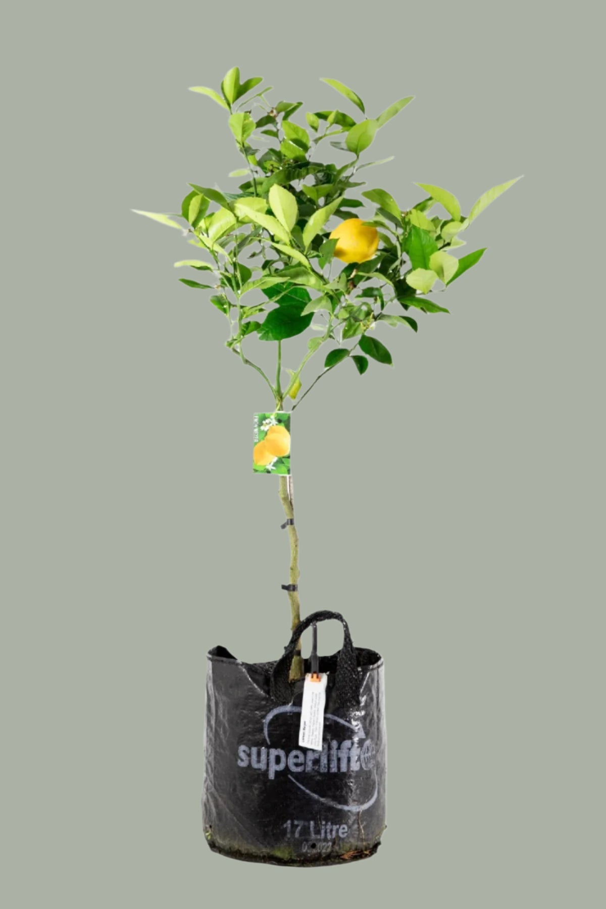 Meyer Lemon Tree