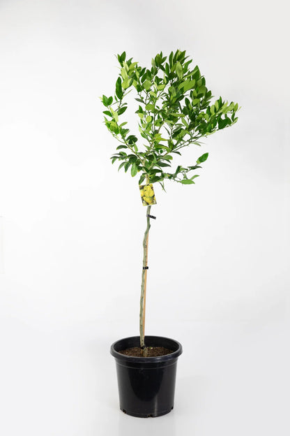 Key Lime Tree (Mexican Lime Tree)