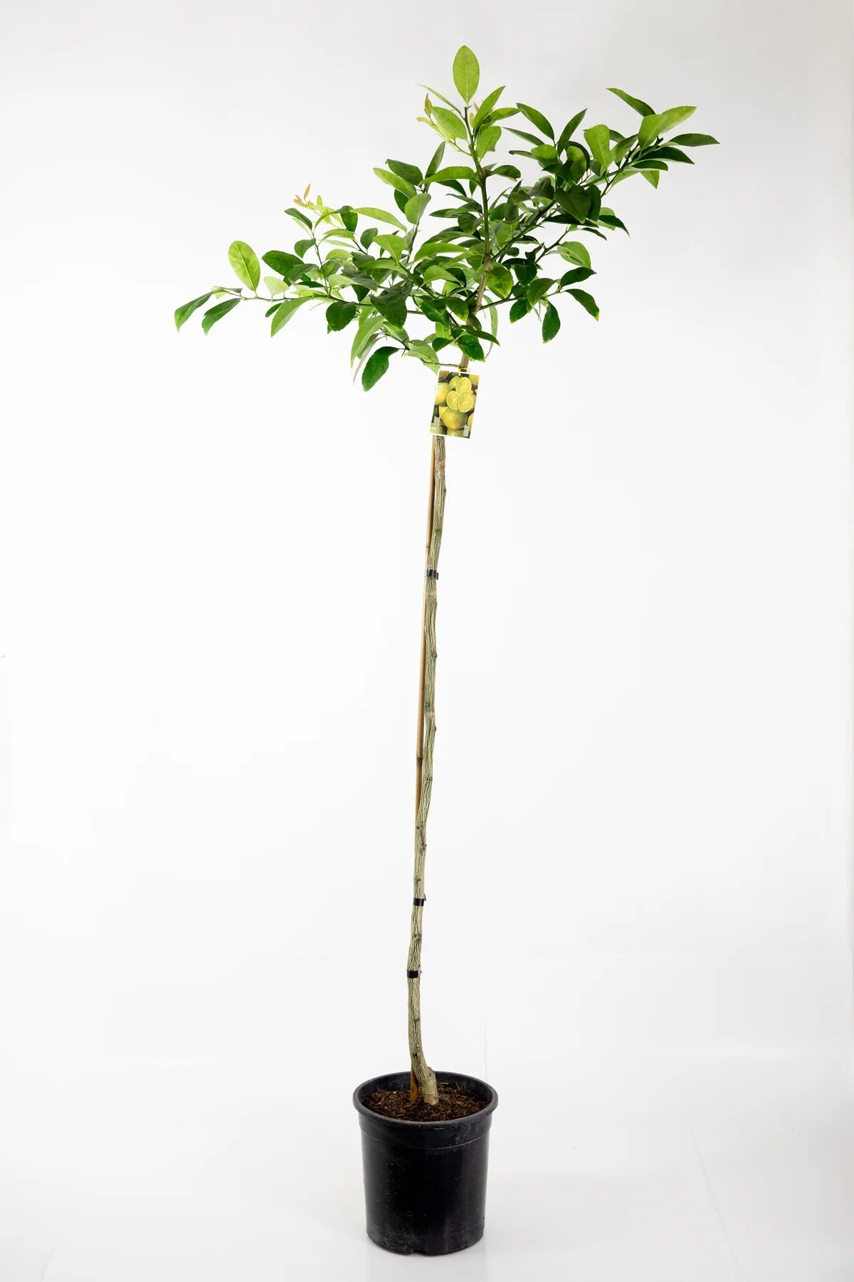 Key Lime Tree (Mexican Lime Tree)