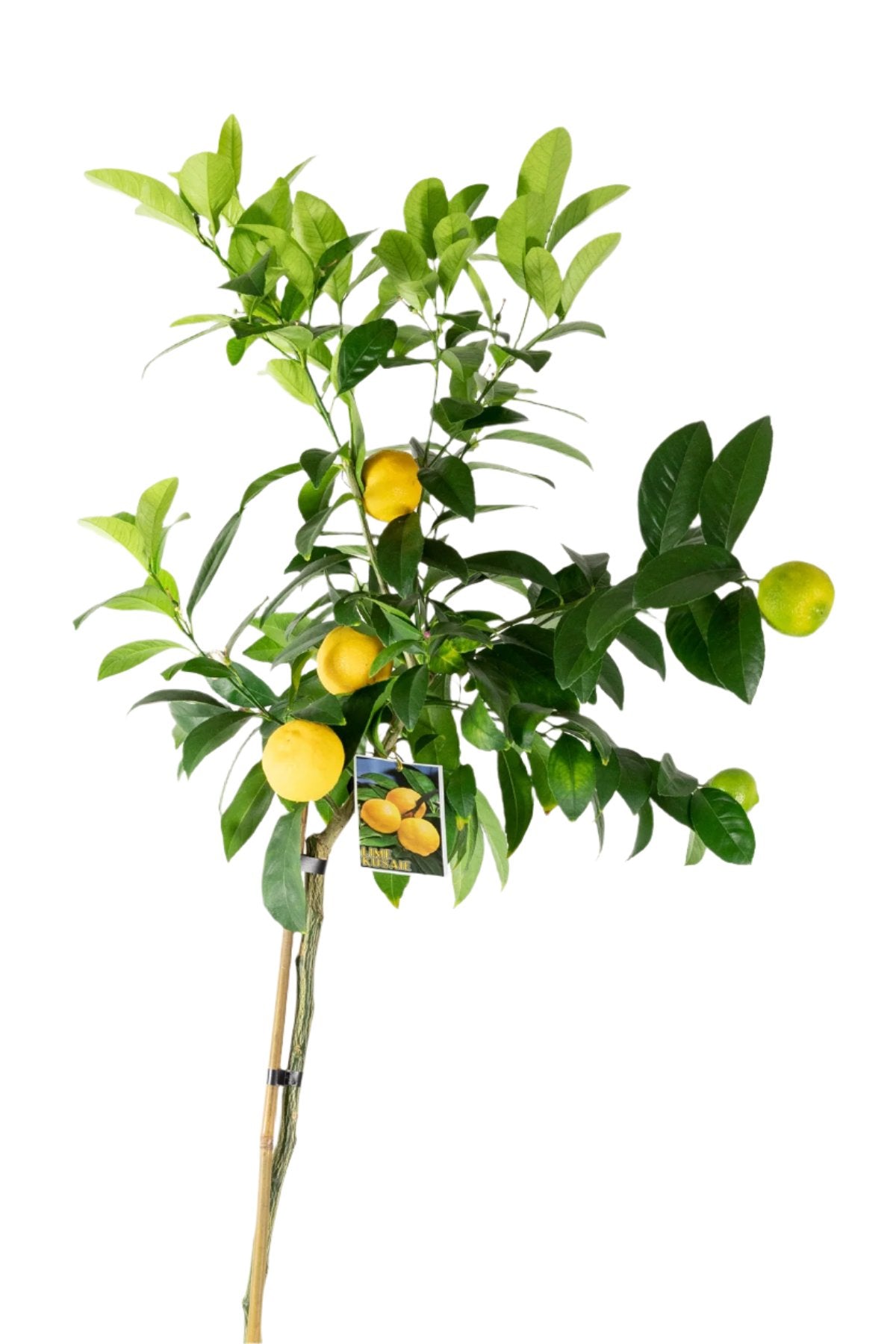 ?!label-Indicative photo