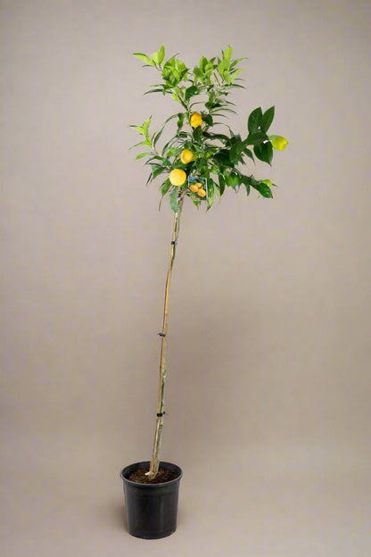 Kusaie Lime Tree (Kusaie Rangpur Tree)