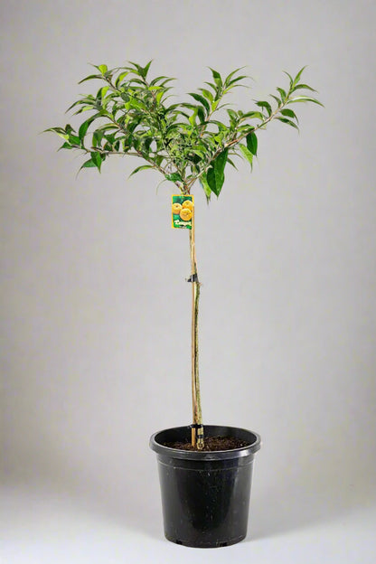 Yuzu Citrus Tree