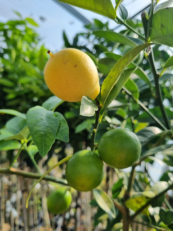 ?!label-Indicative photo