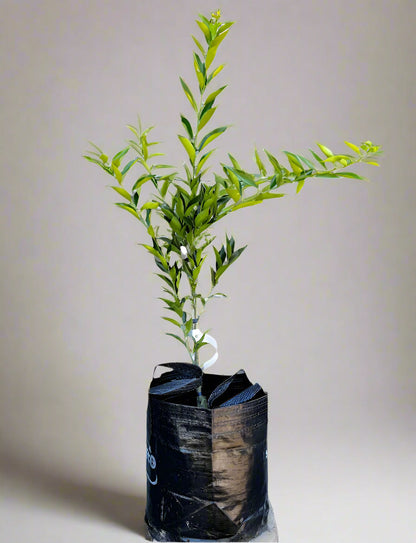 Limequat Citrus Tree