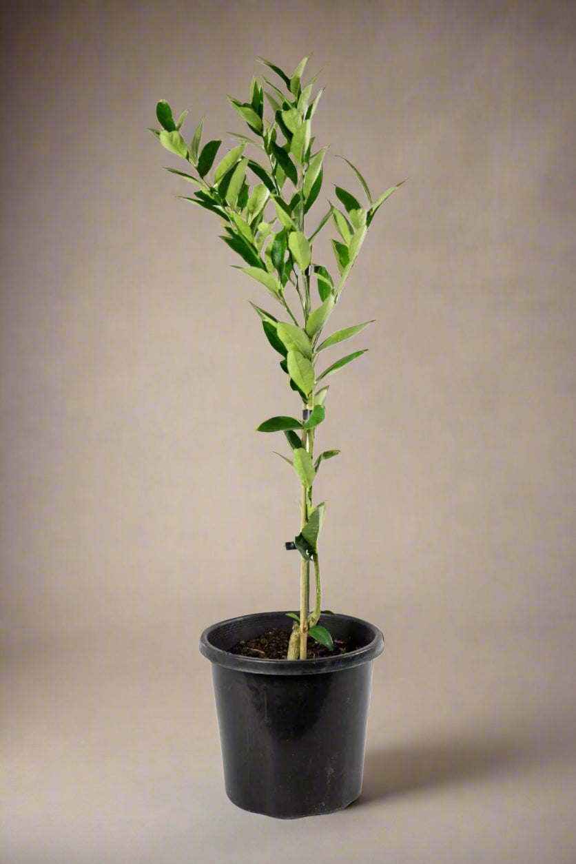 Limequat Citrus Tree