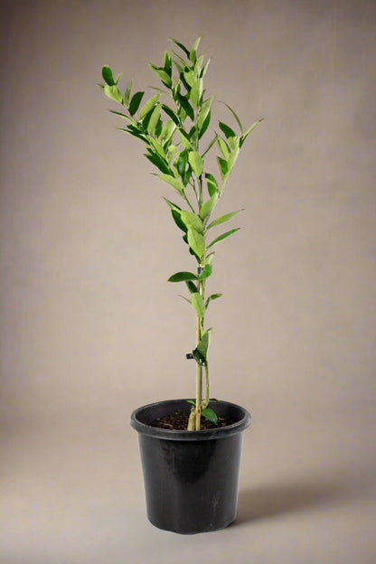Limequat Citrus Tree